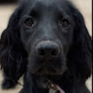 Meet your Posher, Bailey